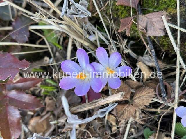 Einfamilienhaus Halle Nietleben - 8 Zimmer, 160 m&sup2;, 620.000&euro; | Angebot:25819637