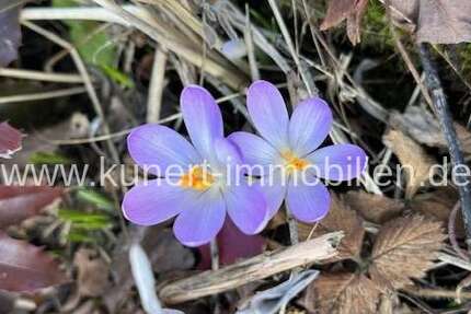 Haus Halle Nietleben - 8 Zimmer, 160 m&sup2;, 620.000&euro; | Angebot:25819637