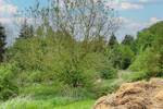 Grundstück Wettin-Löbejün Wettin - 26.500&euro; | Angebot:26799587