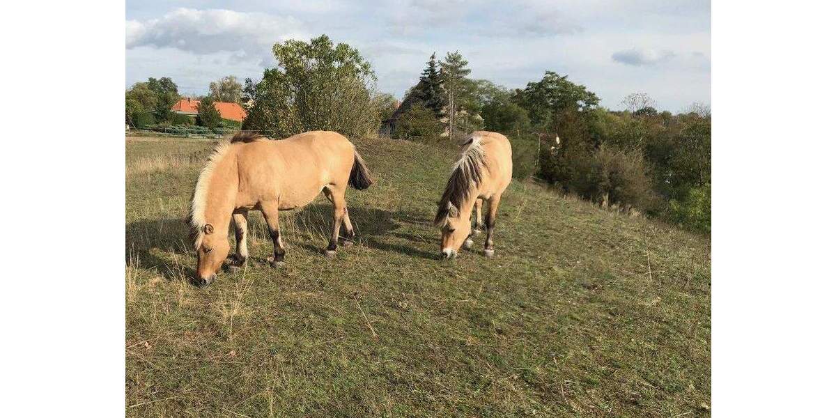 Einfamilienhaus Wettin-Löbejün OT Mücheln Mücheln - 114.000&euro; | Angebot:24520506