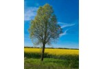 Doppelhaushälfte Delitzsch - 185.000&euro; | Angebot:27218400