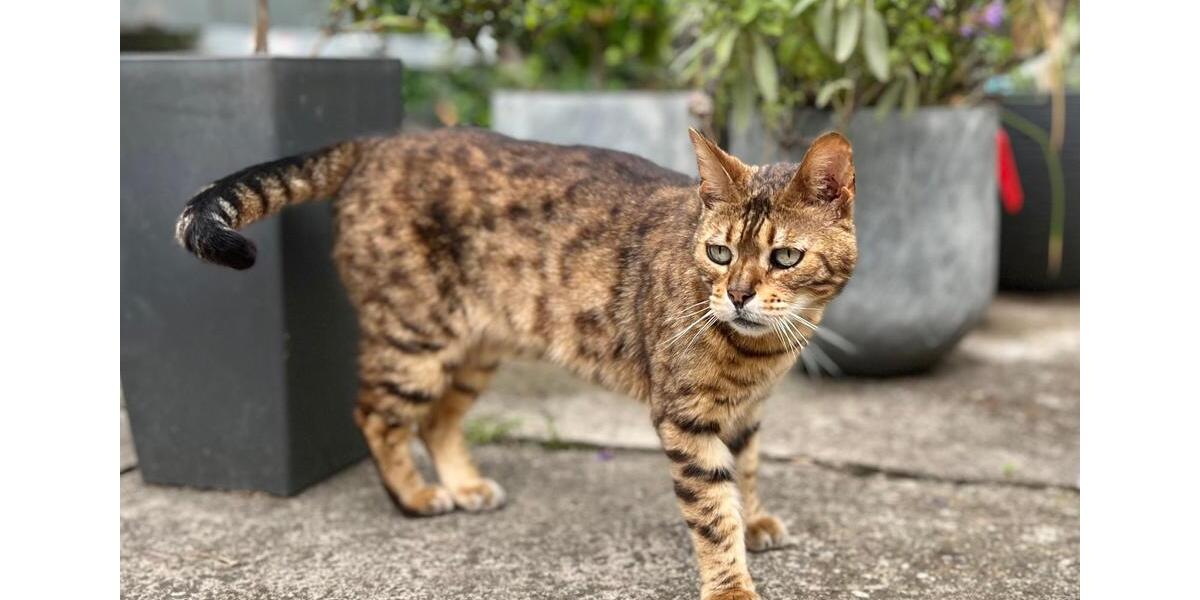 Doppelhaushälfte Schkeuditz - 3 Zimmer, 75 m&sup2;, 600&euro; | Angebot:24429568