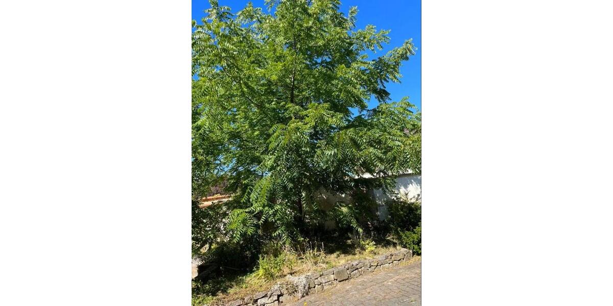 Bauernhaus, Landhaus Querfurt - 6 Zimmer, 150 m&sup2;, 155.000&euro; | Angebot:25993854