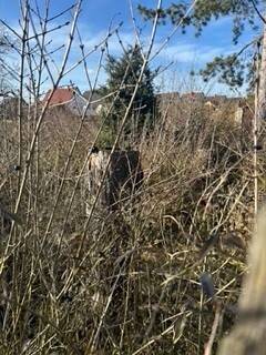 Grundstück Petersberg Sennewitz - 63.800&euro; | Angebot:26153810