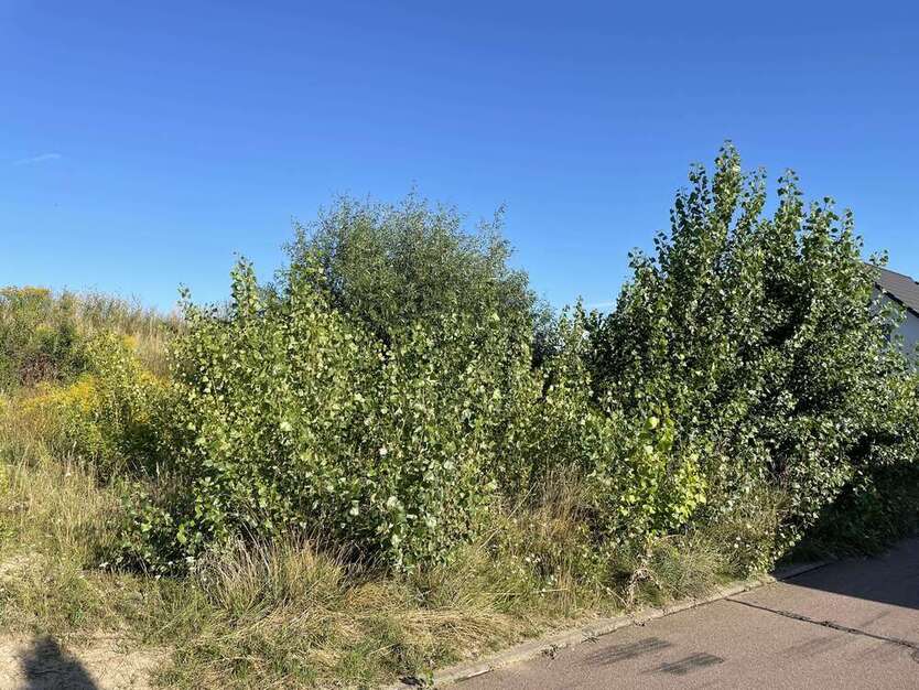 Grundstück zu verkaufen in Petersberg OT Westewitz 69.000 € 744 m²