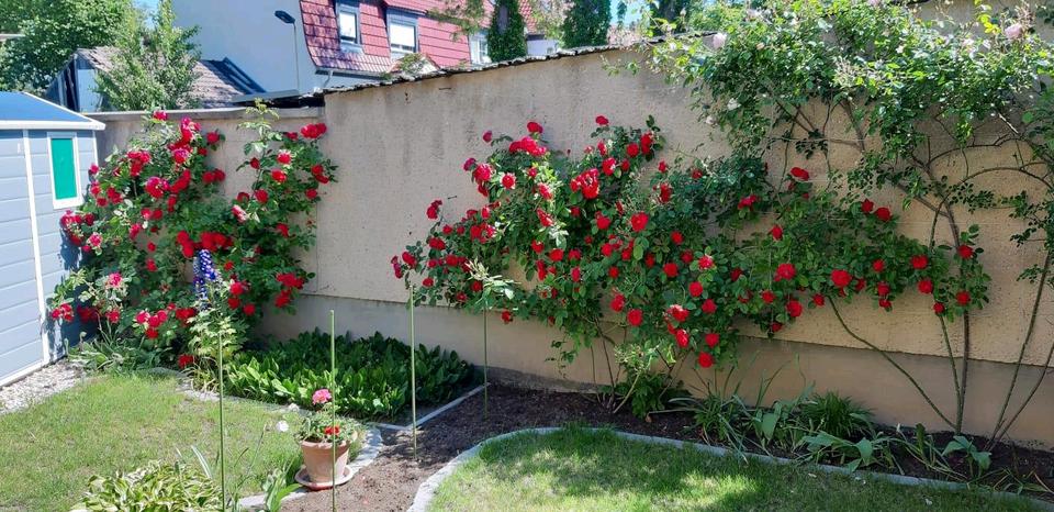 Einfamilienhaus Leuna - 3 Zimmer, 84 m&sup2;, 160.000&euro; | Angebot:24961861